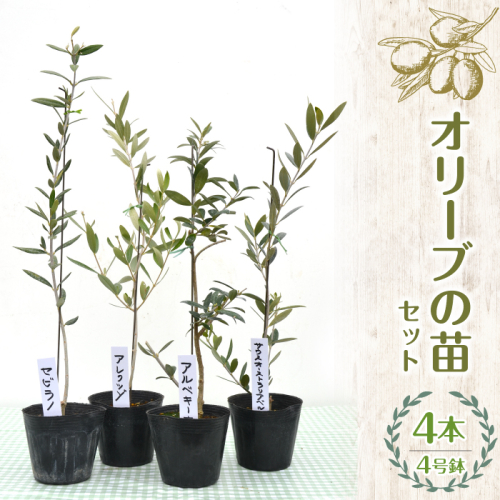 【ハーブショップYOU'樹】オリーブの苗セット 4号鉢 4本 SWBE003　※沖縄、離島配送不可 1262502 - 山梨県昭和町