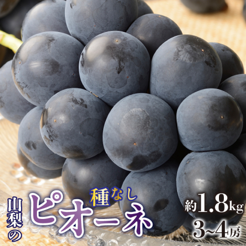 ＜2026年/令和8年発送先行予約＞種無しピオーネ　約1.8kg　3～4房 SWAO002 1262514 - 山梨県昭和町