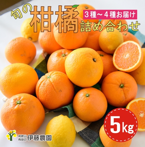882.特選 旬の柑橘詰め合わせ 5kg（A882-1） 1263776 - 和歌山県有田市