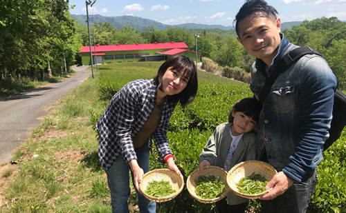【体験期間：6月末まで】村内の茶畑で茶摘み＆手もみ製茶体験！（大人ペアチケット） 体験チケット 茶摘み体験  126399 - 京都府南山城村