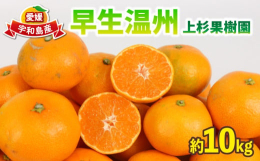 宇和島市の中でも美味しいみかんが採れる地域として有名な玉津地域のみかんです。玉津の温暖な気候に宇和海からの優しい潮風と段々畑で丹精込めて育てました。※家庭用の為、表面に傷・黒点等がございますが中身には