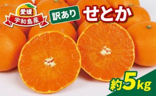 訳あり せとか 5kg マル南フルーツ 先行予約 柑橘の大トロ 高級 ブランド 希少 品種 mikan 愛媛みかん 愛媛蜜柑 愛媛ミカン 宇和島みかん 高級みかん 人気みかん みかん 訳アリ 訳あり品 果物 くだもの フルーツ 柑橘 蜜柑 産地直送 数量限定 国産 愛媛 宇和島 B012-106023