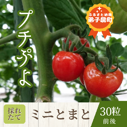 ☆先行予約☆1007.プチぷよ(ミニトマト) 127748 - 北海道弟子屈町