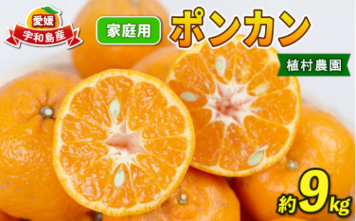 ポンカン 9kg みかん 家庭用 植村農園 先行予約 甘い 品種 濃厚みかん 柑橘 蜜柑 みかん mikan 吉田みかん 宇和島みかん 愛媛蜜柑 愛媛みかん 蜜柑 果物 くだもの フルーツ ジューシー 果肉 柑橘 農家直送 産地直送 数量限定 国産 愛媛 宇和島 B010-153005