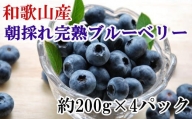 和歌山の朝採れ完熟ブルーベリー約800g(約200g×4パック) 【tec510】