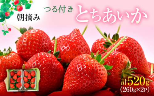 つる付き とちあいか 2パック箱（3月～5月発送） いちご 果物 フルーツ 苺 イチゴ くだもの 朝取り 新鮮 美味しい 甘い　※2026年3月上旬～5月中旬頃に順次発送予定