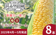 【2025年4-5月発送】春獲れ一番！極甘くんじゃんこーん（８本）とうもろこし コーン 沖縄産  春 獲れ 野菜 生 甘い 沖縄 国頭村