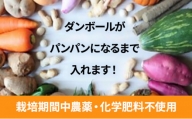 1名様向け／野菜5種セット[№5346-0569]