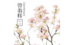 寒い寒い冬に咲く桜として、この時期人気の「啓翁桜」。ツボミから開花までお家のなかで愛でることができる花です。その枝ぶりとボリュームで、大胆にも可憐にもアレンジ自由。木枯らしの吹く外から自宅に帰り、お部