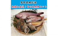 【21007】鳥取網代港 朝獲れ直送！旬の天然魚セット【さかなや新鮮組】