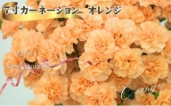7寸カーネーション　オレンジ 母の日 ギフト 花 フラワー