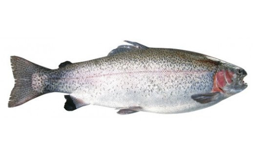 0020-18-08　 くぬぎ鱒の活き渡し 128628 - 静岡県富士宮市