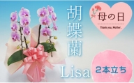 【母の日ギフト】 胡蝶蘭 Lisa 2本立ち ミディ 母の日 プレゼント お花 こちょうらん 鉢花 贈り物 フラワーギフト F21E-201