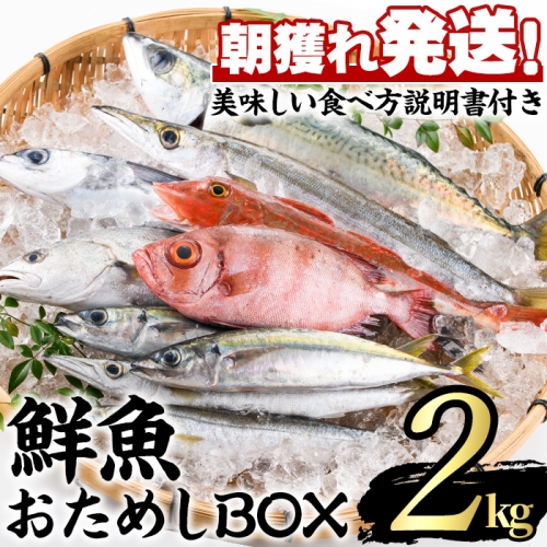【10828】朝獲れ発送！鮮魚問屋が厳選した『大隅の鮮魚おためしBOX』(約2～3kg程度)【江川商店】 