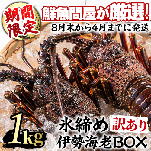 【0343207a】＜訳あり＞朝獲れ発送！鮮魚問屋が厳選した氷締め伊勢海老(2尾・総量1kg以上) えび 魚介類 海鮮 刺身 塩焼き【江川商店】 128647 - 鹿児島県東串良町