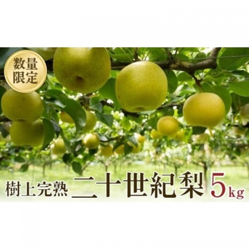 【先行予約】樹上完熟 二十世紀梨 5kg(10～16個)（2024年8月下旬～発送）
 1287529 - 京都府京丹後市