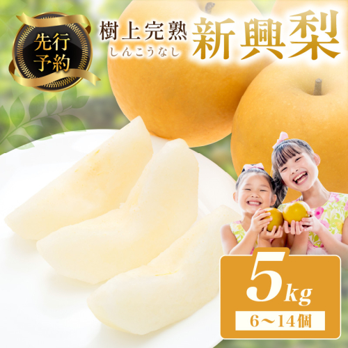 【先行予約】樹上完熟 新興梨 5kg（6～14個）（2026年10月下旬～発送） 果物 フルーツ 梨 5kg 先行予約 完熟 京都 ふるさと納税 新興梨
 1287533 - 京都府京丹後市