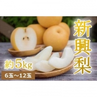 【先行予約】樹上完熟 新興梨 5kg（6～14個）（2024年10月下旬～発送）