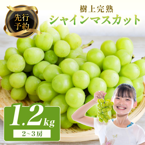 【先行予約】樹上完熟 シャインマスカット 1.2kg（2～3房）（2026年9月中旬～発送）
 1287538 - 京都府京丹後市