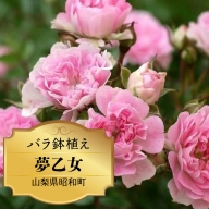 バラ鉢植え「夢乙女」 SWBD006　※北海道、沖縄県、離島配送不可