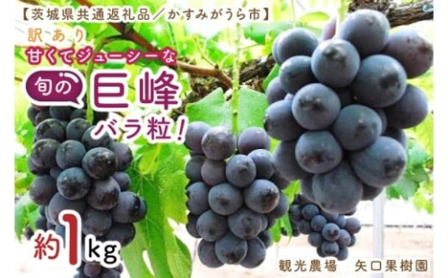 【8月より順次発送】【数量限定】訳あり バラ粒 箱込み1㎏ 甘くてジューシーな旬の巨峰（茨城県共通返礼品／かすみがうら市）【果物 くだもの フルーツ 巨峰 きょほう バラ粒 わけあり 先行予約 産地直送 茨城県 水戸市】（FW-17）