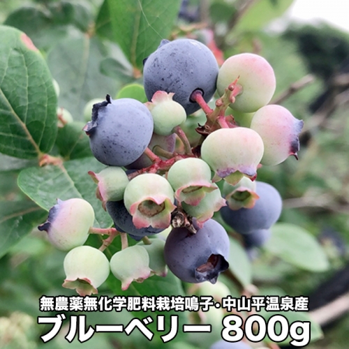 (03729)無農薬無化学肥料栽培  鳴子・中山平温泉産ブルーベリー800g