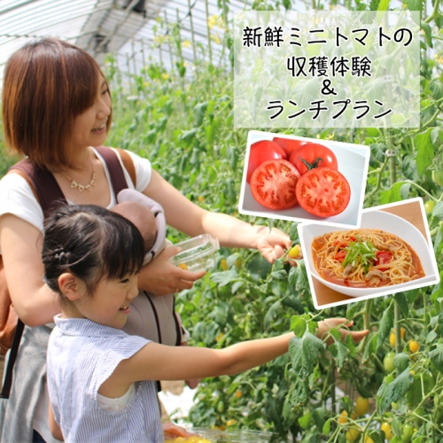 (01812)新鮮ミニトマトの収穫体験＆ランチプラン 128823 - 宮城県大崎市