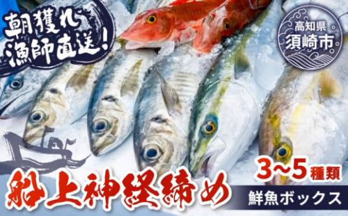 【船上神経締め鮮魚ボックス】朝獲れ直送 3~5種入り （2026年1月出荷) 冷蔵 魚種お任せ 水揚げ 海鮮 魚介 産地直送 新鮮 天然 魚 詰め合わせ