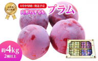 《先行受付》すもも（プラム）約4kg 2種以上【2026年8月中旬頃～発送予定】【山形プラム・大江町産】 【001-076】