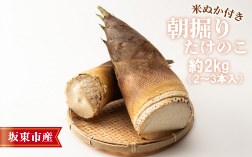 No.708 茨城県坂東市産 朝掘りたけのこ 約2kg（2～3本入）・米ぬか付き ／ タケノコ 筍 新鮮 茨城県 1288828 - 茨城県坂東市