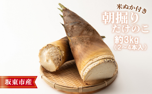 No.709 茨城県坂東市産 朝掘りたけのこ 約3kg（2～4本入）・米ぬか付き ／ タケノコ 筍 新鮮 茨城県 1288829 - 茨城県坂東市