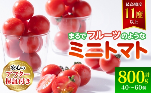 まるでフルーツの様なミニトマト 800g 1289393 - 熊本県八代市