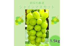 高森町の果物は豊かな丘の上で太陽の光をたっぷり浴びて、愛情いっぱいに育ちました。シャインマスカットは「安芸津21号」と「白南」の交配品種です。マスカット香のある皮ごと食べられる核無し品種として親しまれ