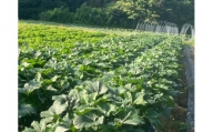 旬のくまとり野菜収穫体験（020_5007）