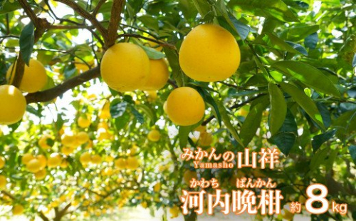 数量限定 先行予約 贈答用 河内晩柑 8kg （ 2L サイズ ） みかん 蜜柑 かわちばんかん 愛南ゴールド 果物 フルーツ 柑橘 ゼリー ジュース ギフト 贈答 プレゼント 贈り物 ビタミン 健康 美容 みかんの山祥 愛南町 愛媛県 129182 - 愛媛県愛南町