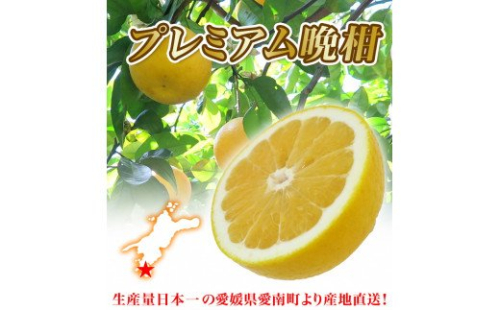 【 2026年 先行予約 】 プレミアム 河内晩柑 3kg L から 3L 優品 贈答用 樹齢 20年 以上 古木 厳選 大玉 果実 特選 直送 和製 グレープフルーツ 愛南ゴールド フルーツ 人気 柑橘 爽やか 甘み ジューシー 果汁 旬の果物 くだもの みかん 産地直送 農園直送 春 味覚 初夏 デザート ジュース おすすめ 生搾り デザート ゼリー 愛媛県 愛南町 清家ばんかんビレッジ 129219 - 愛媛県愛南町