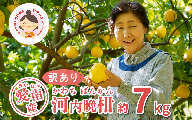 数量限定 先行予約 訳あり 河内晩柑 7kg 7000円 みかん わけあり かわちばんかん mikan 蜜柑 ミカン 愛南ゴールド あいなん ゴールド 文旦 派生 和製 グレープフルーツ 産地直送 国産 農家直送 期間限定 特産品 ゼリー ジュース アイス 等に 人気 限定 甘い さわやか フルーツ 果物 柑橘 規格外 あいなんマザーズ 愛南町 愛媛県