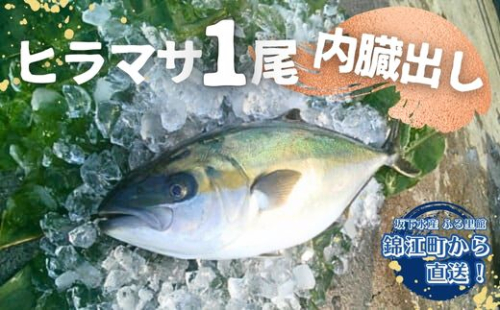 No.2101-1 ふる里館 ヒラマサ１尾セット（内臓出し） 1293259 - 鹿児島県錦江町