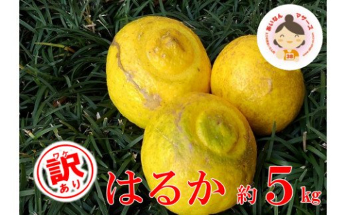 【訳あり】あいなんマザーズのはるか5kg 129428 - 愛媛県愛南町