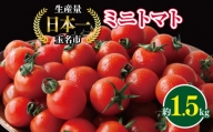 ミニトマト 生産量 日本一 玉名市 !！ ミニトマト 約 1.5kg 野菜 トマト プチトマト