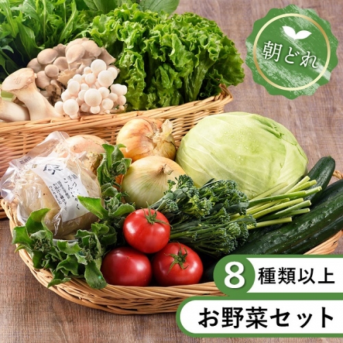 安心安全！本日のお野菜詰め合わせ【8種類以上】（53-36）