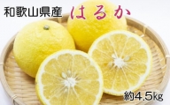 【さわやか柑橘】和歌山県産はるかみかん約4.5kg（サイズ混合　秀品）※2025年2月下旬～2025年3月下旬頃順次発送