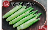 知立市特産　マコモタケ1.3kg【10月発送】お料理レシピ付（1250）