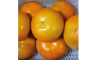 柳フルーツ園の富有柿　約5kg【1437453】