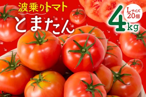 【期間限定発送】波乗り トマト とまたん 4kg (20個入) [サンフレッシュ小泉農園 宮城県 気仙沼市 20564139] 野菜 とまと 国産 夏野菜 やさい さっぱり サラダ サッパリ 新鮮 甘い カプレーゼ リコピン 1301174 - 宮城県気仙沼市