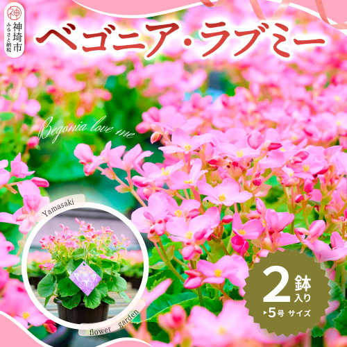 【先行受付9月より発送 数量・期間限定】鉢花 ベゴニア・ラブミー 5号鉢×2鉢【鉢花 ふるさと納税 敬老の日ギフト ベコニア】(H069115) 130170 - 佐賀県神埼市