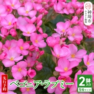 鉢花 ベゴニア・ラブミー 5号鉢×2鉢 (H069106)