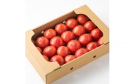 愛知県半田市産ファーストトマト　一箱3キロ以上【1456394】
