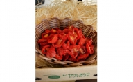うまみぎゅぎゅっと濃縮!きむら農園のミニドライトマト 25g×3パック(計75g)【1494646】
