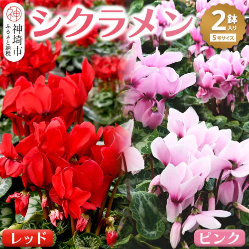 【先行受付11月20日より発送 数量・季節限定】鉢花 シクラメン レッド・ピンク 5号鉢×2鉢【鉢花 シクラメン 冬のギフト ふるさと納税】(H069110) 130232 - 佐賀県神埼市
